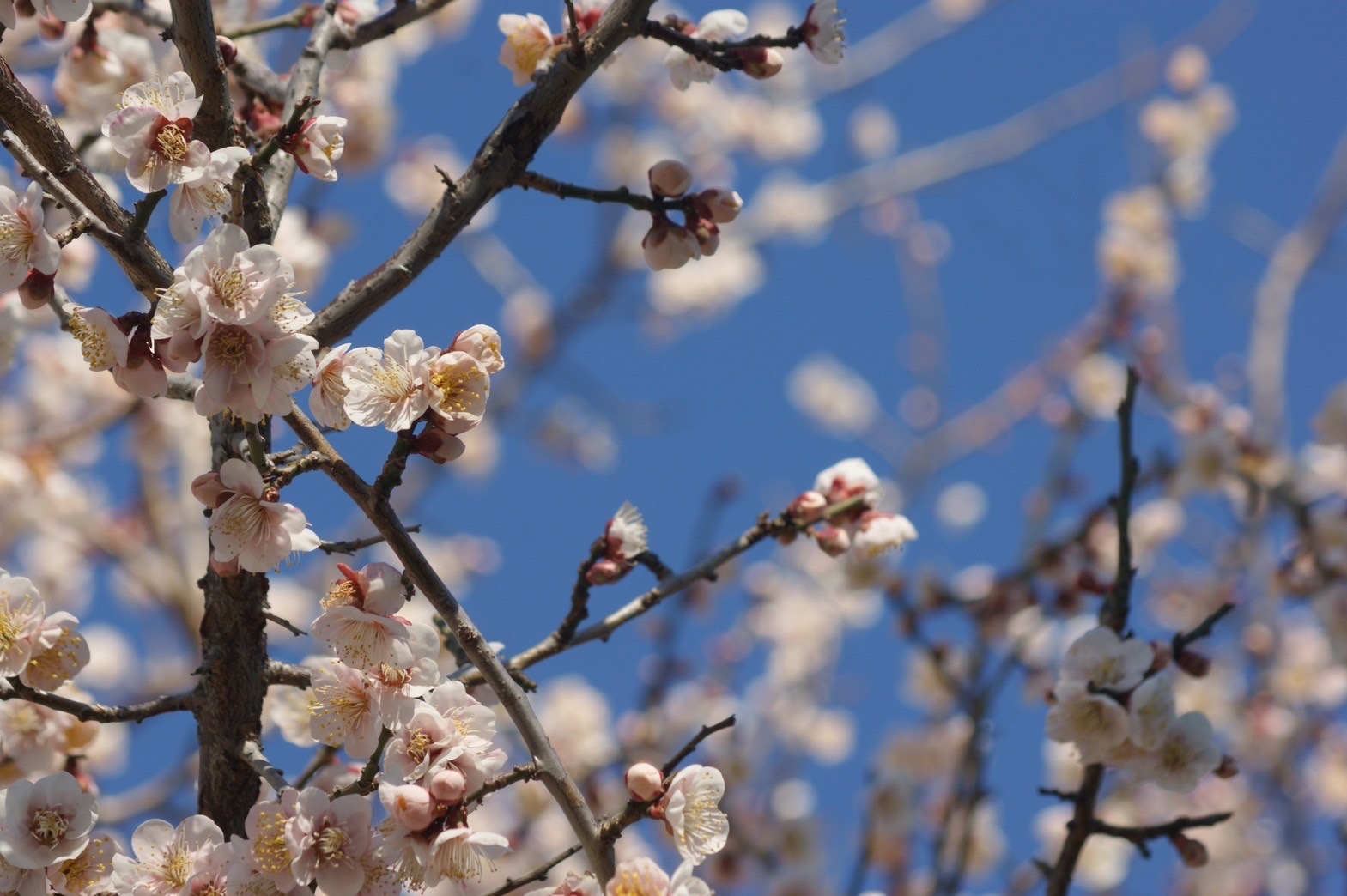 うぐいす🌸